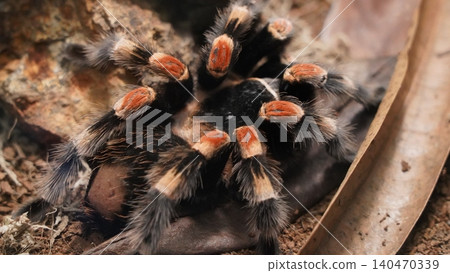 Mexican Red Knee Tarantula Close Up View Exotic Pet Mexican Red Knee Tarantula Close Up View Exotic Pet 140470339