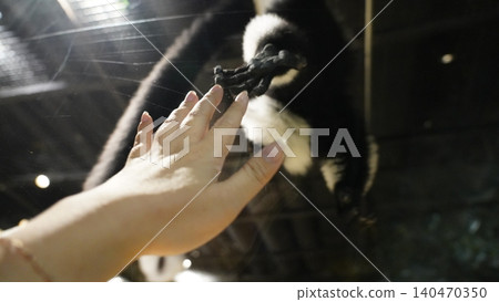 Human Hand Reaching for a Lar Gibbon in Captivity Human Hand Reaching for a Lar Gibbon in Captivity 140470350