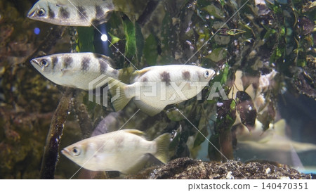 Banded Archerfish Swimming Underwater Nature Scene 140470351