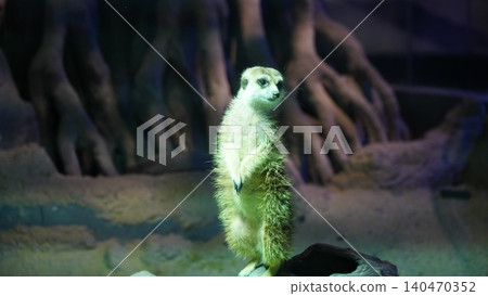 Meerkat Standing Alert Watching Suricata suricatta Animal Meerkat Standing Alert Watching Suricata suricatta Animal 140470352