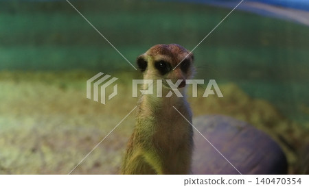 Meerkat Portrait Curious Animal Photography Meerkat Portrait Curious Animal Photography 140470354