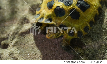 Central Asian Tortoise Close Up Central Asian Tortoise Close Up 140470356