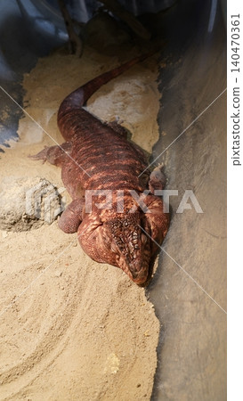 Red Tegu Lizard Resting on Sand Close Up Red Tegu Lizard Resting on Sand Close Up 140470361