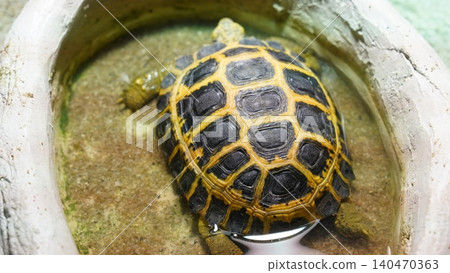 Russian Tortoise in Shallow Water Habitat Russian Tortoise in Shallow Water Habitat 140470363