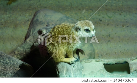 Meerkat Portrait Cute Animal Watching Curious Meerkat Portrait Cute Animal Watching Curious 140470364