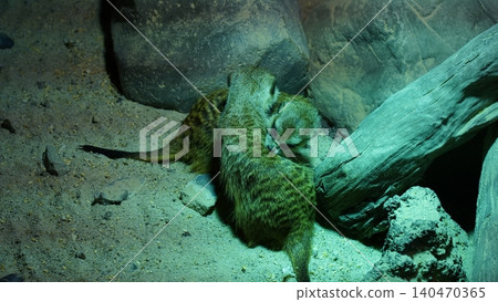 Meerkat Cuddle Puddle Warm Meerkat Enclosure 140470365