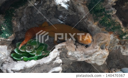 Sleeping Leopard Gecko in Rock Formation Pet Reptile Sleeping Leopard Gecko in Rock Formation Pet Reptile 140470367