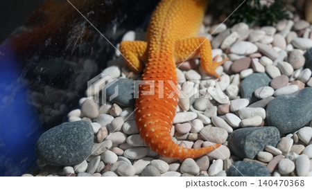 Orange Leopard Gecko on Decorative Stones 140470368
