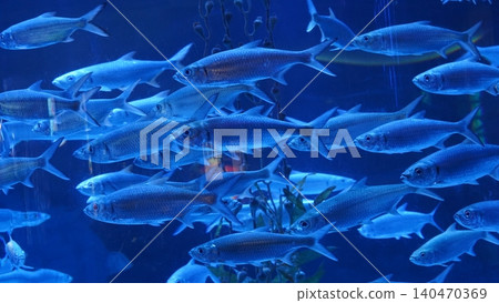 School of Tarpon Megalops atlanticus in Blue Water Aquarium School of Tarpon Megalops atlanticus in Blue Water Aquarium 140470369