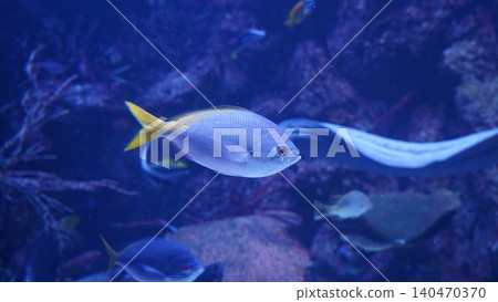 Underwater Scene with a Yellowtail Reeffish Underwater Scene with a Yellowtail Reeffish 140470370