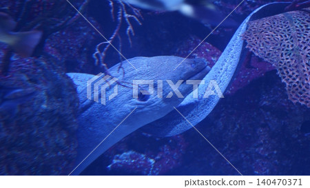 Moray Eel Portrait Underwater Marine Life Moray Eel Portrait Underwater Marine Life 140470371