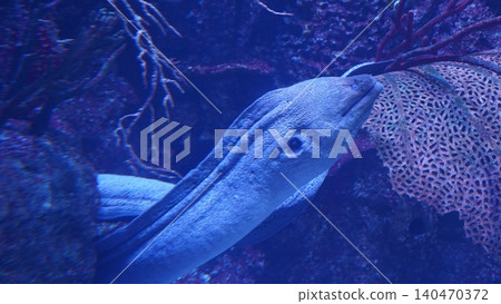 Moray Eel Underwater Blue Sea Life Moray Eel Underwater Blue Sea Life 140470372