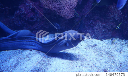 Moray Eel Underwater Scene with Fish and Coral Reef Moray Eel Underwater Scene with Fish and Coral Reef 140470373