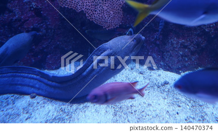 Moray Eel and Fish Underwater Marine Life Moray Eel and Fish Underwater Marine Life 140470374