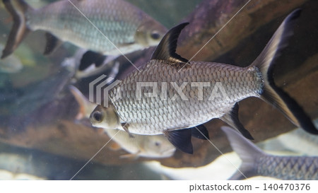 Java Barb fish in an aquarium Java Barb fish in an aquarium 140470376