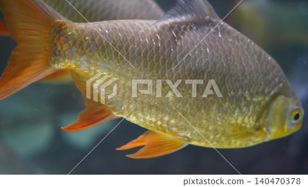 Close Up of a Beautiful Rosy Barb Fish Swimming Close Up of a Beautiful Rosy Barb Fish Swimming 140470378