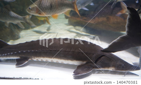 Sturgeon Fish Underwater Scene 140470381
