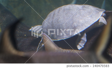 Smooth softshell turtle underwater aquatic life shot Smooth softshell turtle underwater aquatic life shot 140470383