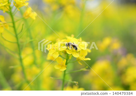特寫鏡頭展現了春天油菜花田中蜜蜂採集花蜜的場景。 特寫鏡頭展現了春天油菜花田中蜜蜂採集花蜜的場景。 140470384