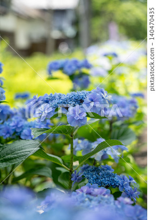 淺藍色繡球花 淺藍色繡球花 140470435
