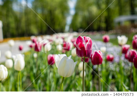 Vivid tulips in shades of red and white fill the garden, basking in sunlight and surrounded by greenery, with a pathway inviting leisurely strolls. Vivid tulips in shades of red and white fill the garden, basking in sunlight and surrounded by greenery, with a pathway inviting leisurely strolls. 140470573