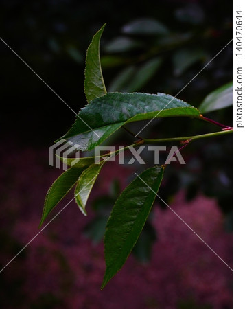 Close up of vibrant green leaves on a branch against a dark background 140470644