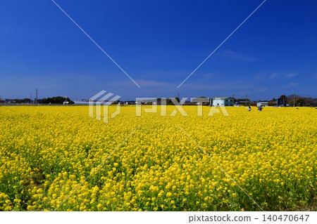 Rapeseed field in Mushirouchi Rapeseed field in Mushirouchi 140470647