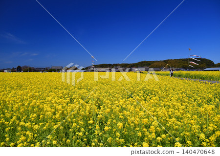 Rapeseed field in Mushirouchi Rapeseed field in Mushirouchi 140470648