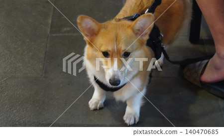 Adorable Corgi Dog with Harness Pet Photography Adorable Corgi Dog with Harness Pet Photography 140470685