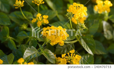 Bright Yellow Lantana Flowers Blooming in the Garden 140470733