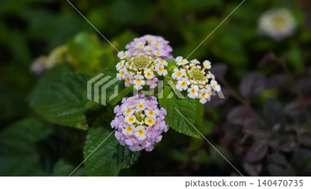 Vibrant Lantana Blossoms A Colorful Floral Closeup Vibrant Lantana Blossoms A Colorful Floral Closeup 140470735