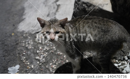 Gray Tabby Cat Portrait Outdoor Feline Friend in the City Gray Tabby Cat Portrait Outdoor Feline Friend in the City 140470736