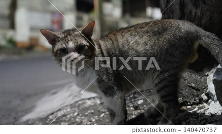 Gray and White Tabby Cat Standing Near a Tree Looking Forward Gray and White Tabby Cat Standing Near a Tree Looking Forward 140470737