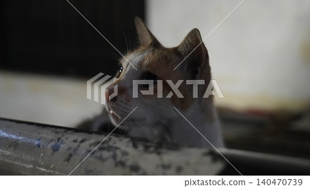 Calico Cat Profile Cute Feline Pet Portrait Calico Cat Profile Cute Feline Pet Portrait 140470739