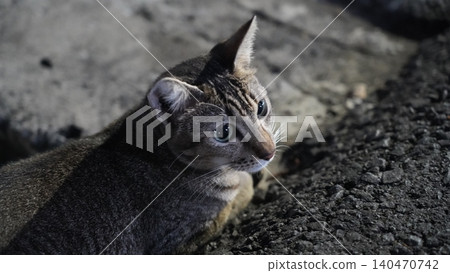 Portrait of a Beautiful Striped Cat with Striking Eyes Portrait of a Beautiful Striped Cat with Striking Eyes 140470742
