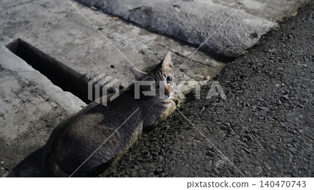 Cute Cat Relaxing on Concrete Surface at Night Cute Cat Relaxing on Concrete Surface at Night 140470743