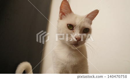 Beautiful white cat with stunning green eyes looking at camera 140470758