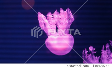 Crown Jellyfish Underwater Glowing in Purple Light Crown Jellyfish Underwater Glowing in Purple Light 140470768