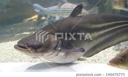Pangasius Fish Close Up Underwater Aquarium View Pangasius Fish Close Up Underwater Aquarium View 140470775