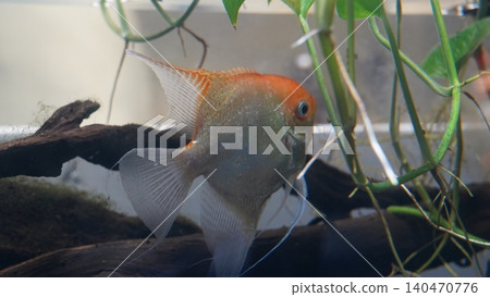 Angelfish in Aquarium with Plants Beautiful Fish Photo 140470776