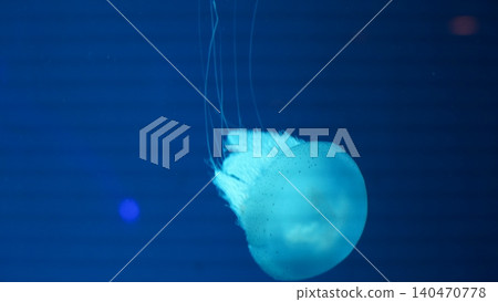 Jellyfish in the Deep Blue Sea Jellyfish in the Deep Blue Sea 140470778