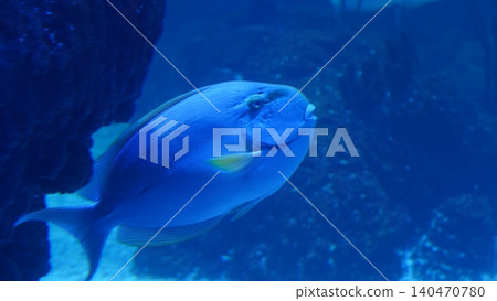 Powder Blue Tang Swimming Underwater Aquarium Scene Powder Blue Tang Swimming Underwater Aquarium Scene 140470780