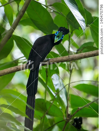 A male Ryukyu Paradise Flycatcher with a striking blue eye ring and a brightly colored mouth. A male Ryukyu Paradise Flycatcher with a striking blue eye ring and a brightly colored mouth. 140470796
