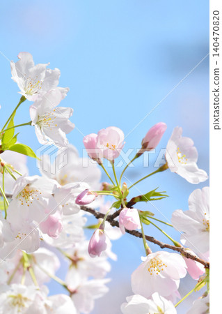 Cherry blossoms in full bloom Cherry blossoms in full bloom 140470820