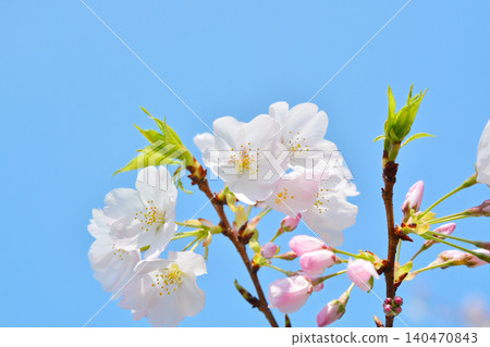 Cherry blossoms in full bloom Cherry blossoms in full bloom 140470843