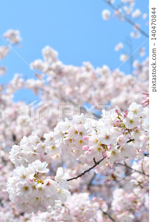 Cherry blossoms in full bloom Cherry blossoms in full bloom 140470844