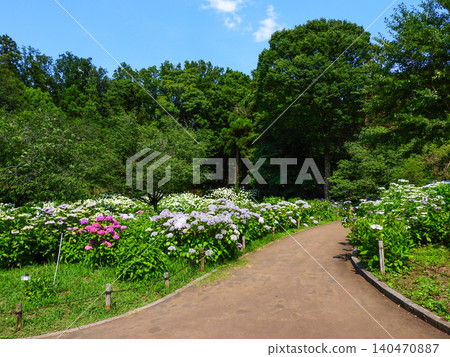 相模原北公園,以其繡球花聞名 相模原北公園,以其繡球花聞名 140470887