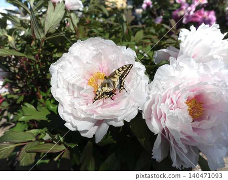 Peony, swallowtail butterfly, common swallowtail butterfly, butterfly Peony, swallowtail butterfly, common swallowtail butterfly, butterfly 140471093