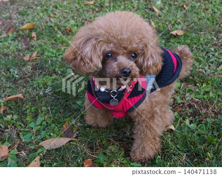 一隻玩具貴賓犬在草地上行走的肖像 一隻玩具貴賓犬在草地上行走的肖像 140471138
