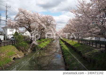 A springtime waterway scene adorned with cherry blossoms in full bloom. A springtime waterway scene adorned with cherry blossoms in full bloom. 140471142